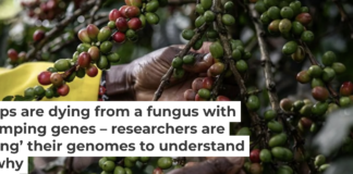 Coffee farming is critical to the economies of several African countries. Wang Guansen/Xinhua via Getty Images